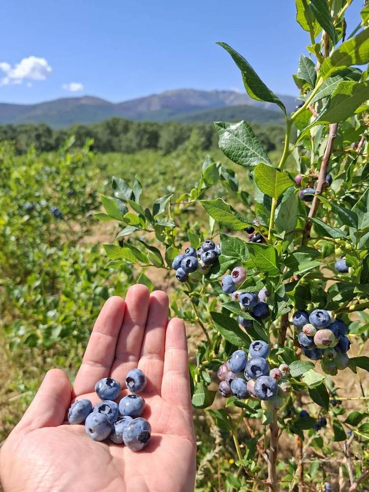 Berrygood · frutos del bosque
