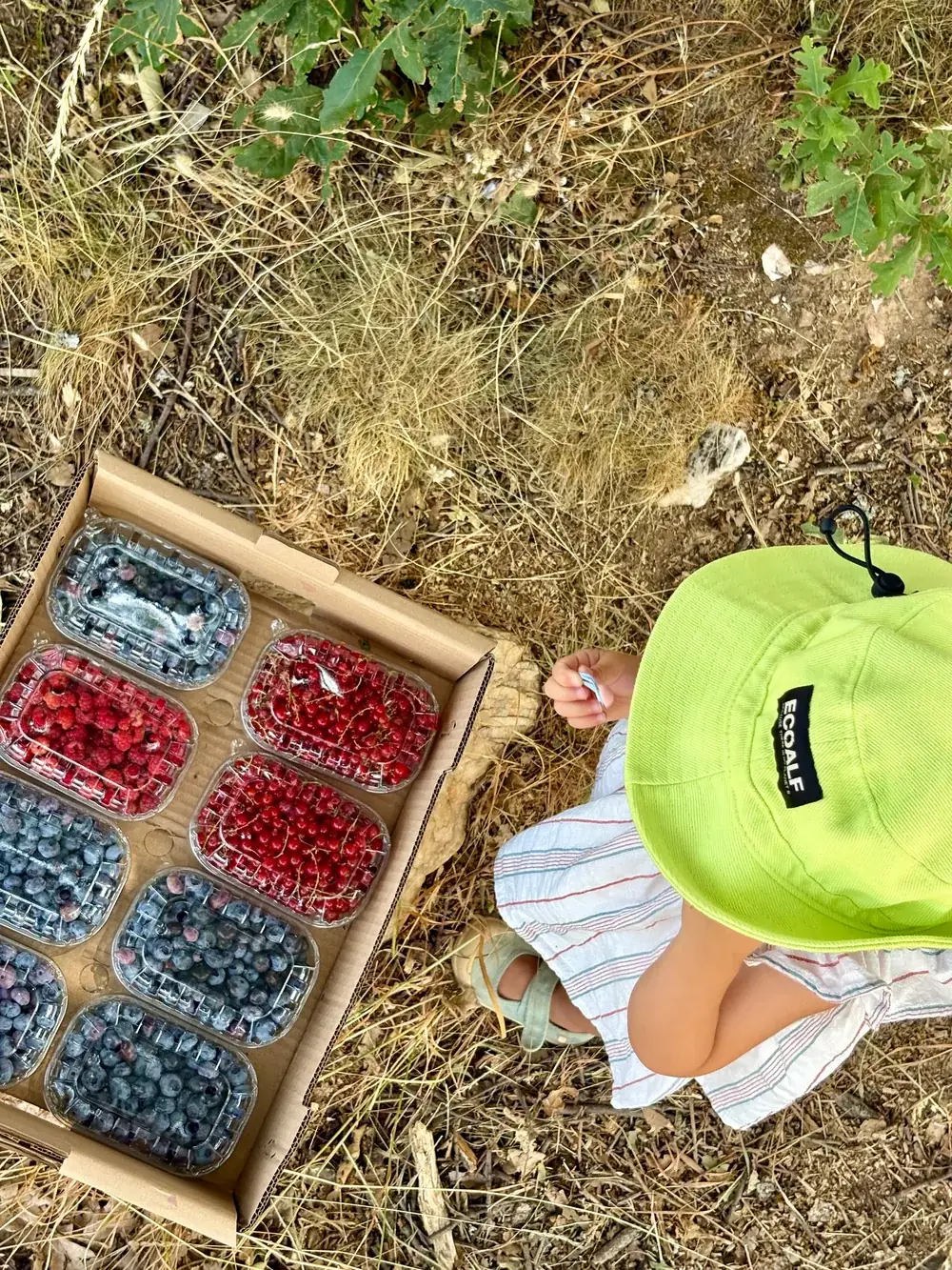 Caja de frutos del bosque recién recogidos con una peque