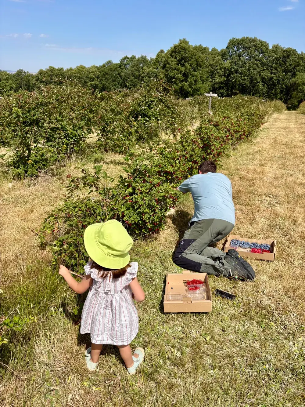Recogida de frutos del bosque en familia en el campo