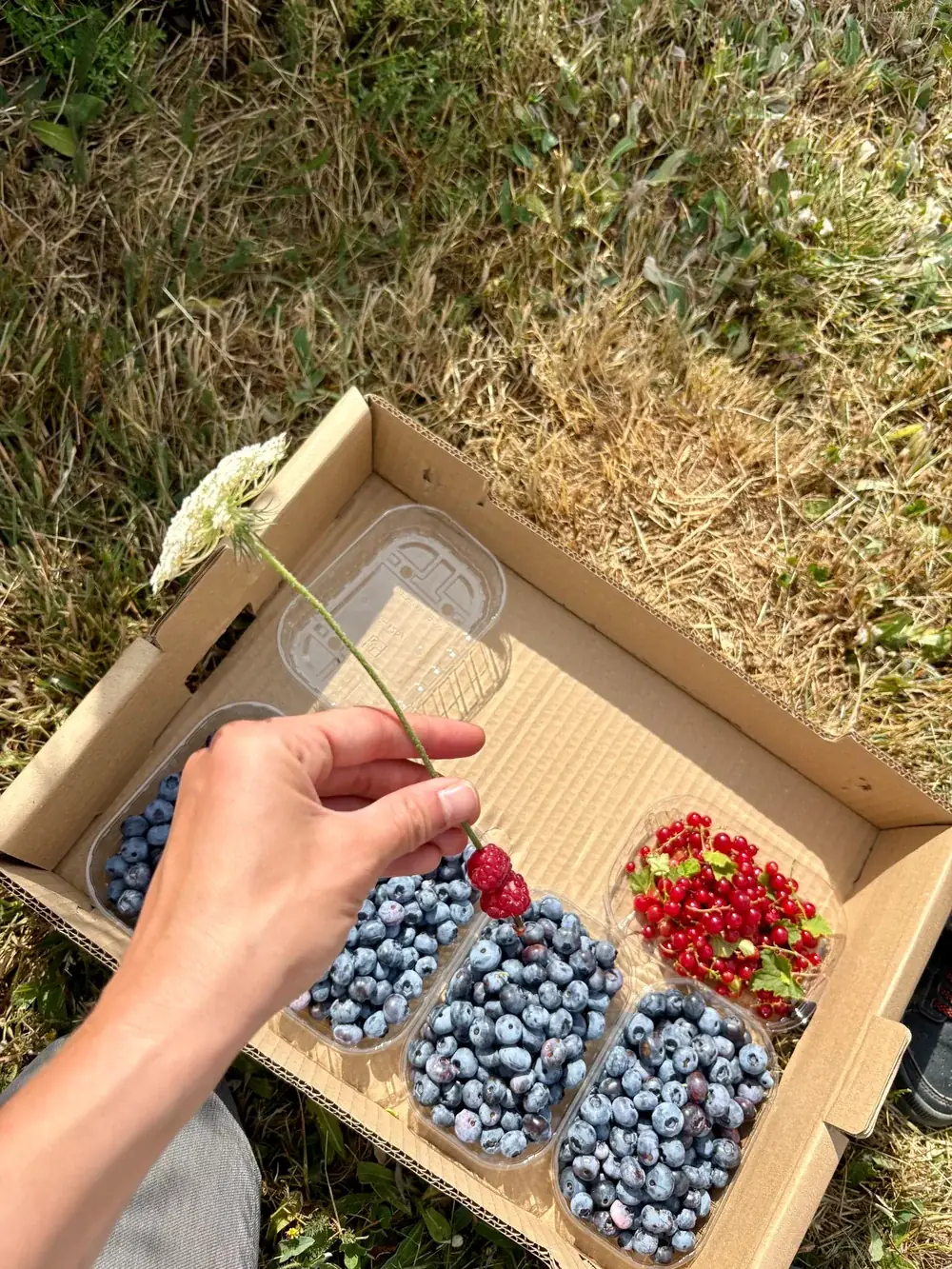 Recogida de frutos del bosque en el campo
